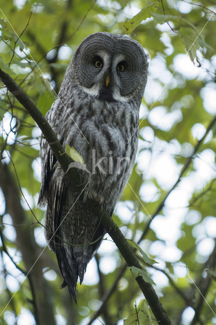 Great Grey Owl (Strix nebulosa)