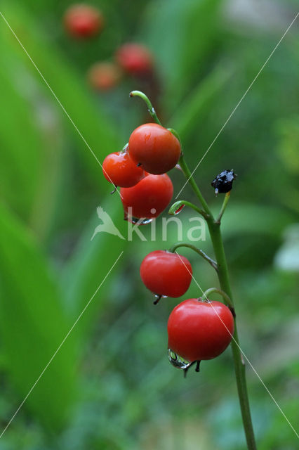 Lily-of-the-valley (Convallaria majalis)