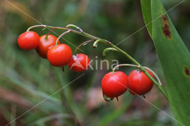 Lily-of-the-valley (Convallaria majalis)