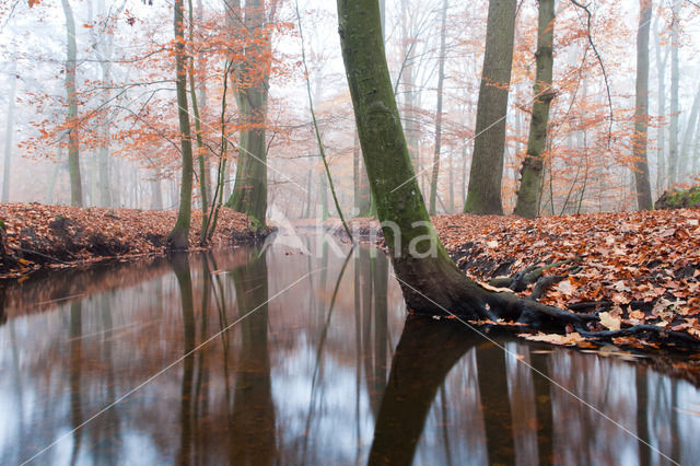 Leuvenumse Bos