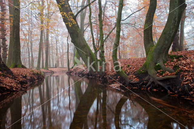 Leuvenumse Bos