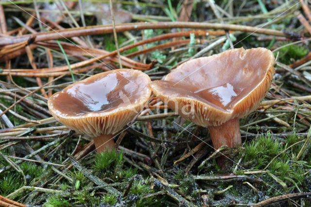 Liver Milkcap (Lactarius hepaticus)