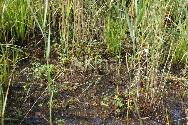 Loos blaasjeskruid (Utricularia australis)