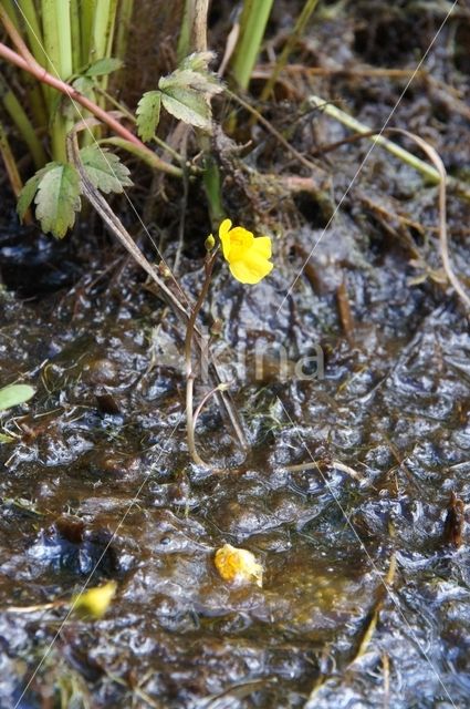 Yellow Bladderwort (Utricularia australis)