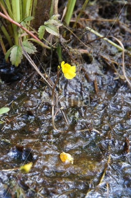 Loos blaasjeskruid (Utricularia australis)