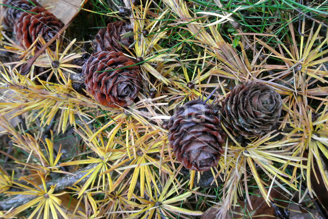 Larch (Larix)