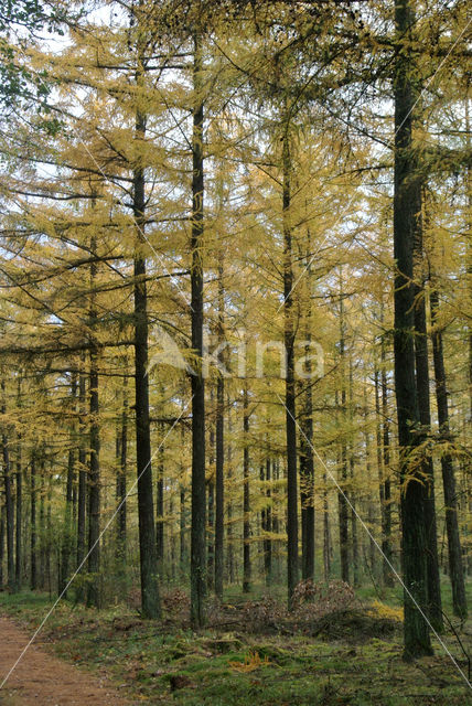 Larch (Larix)