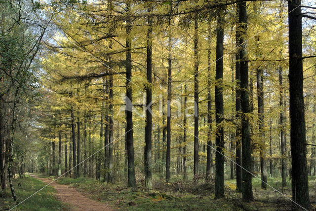 Larch (Larix)