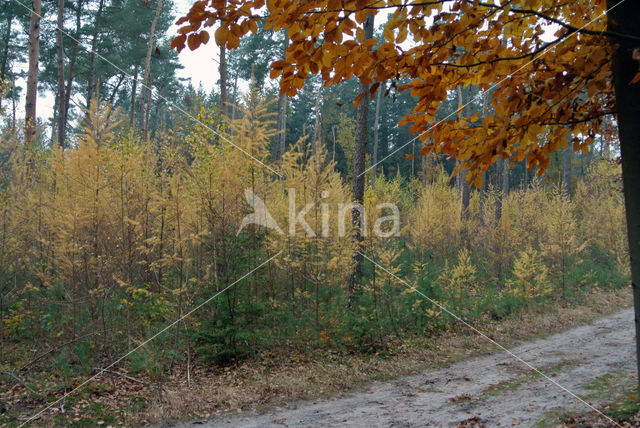 Larch (Larix)