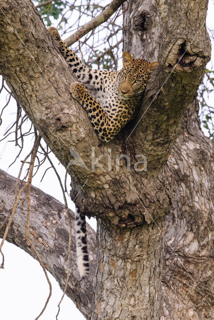 Leopard (Panthera pardus)