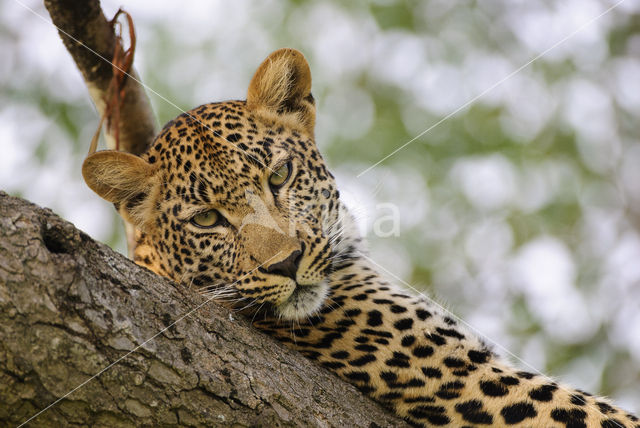 Leopard (Panthera pardus)