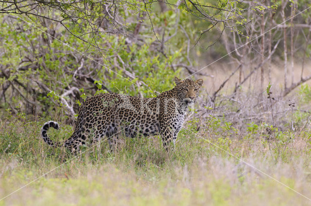 Luipaard (Panthera pardus)