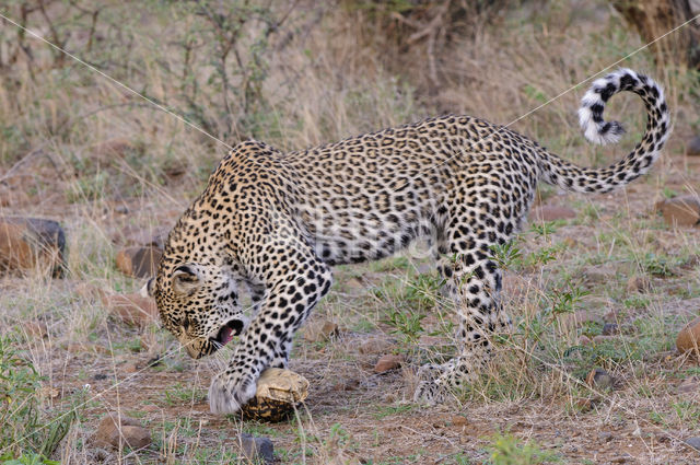 Leopard (Panthera pardus)