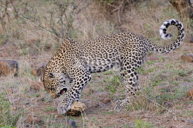 Luipaard (Panthera pardus)