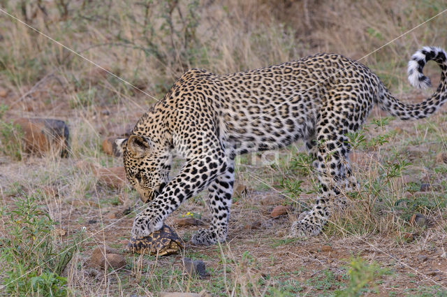 Leopard (Panthera pardus)