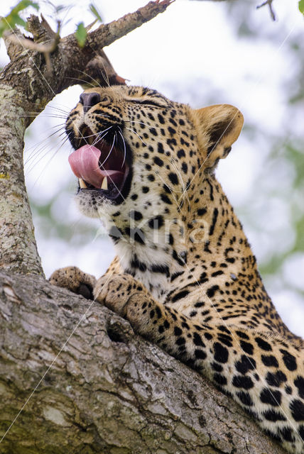 Leopard (Panthera pardus)