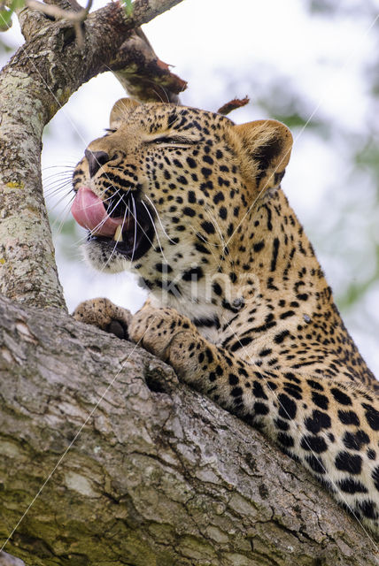 Leopard (Panthera pardus)