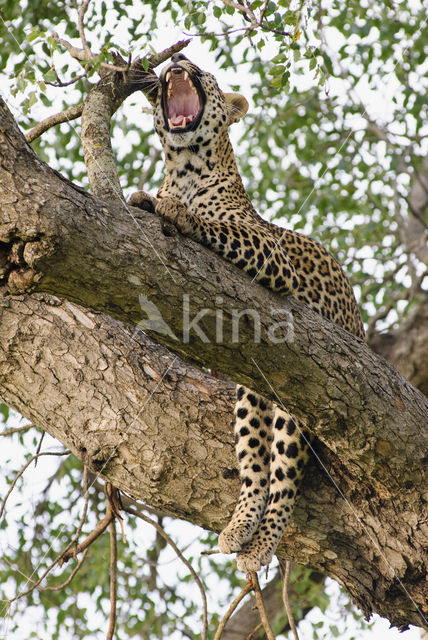 Leopard (Panthera pardus)