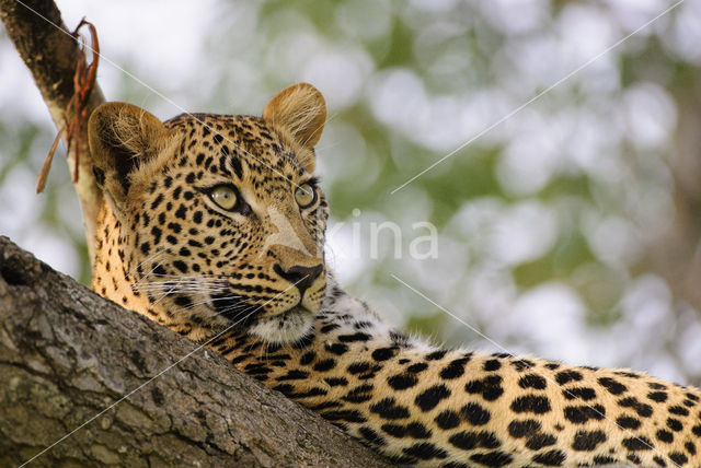 Leopard (Panthera pardus)
