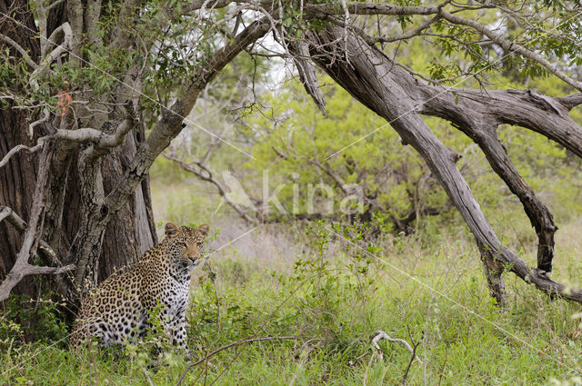 Luipaard (Panthera pardus)