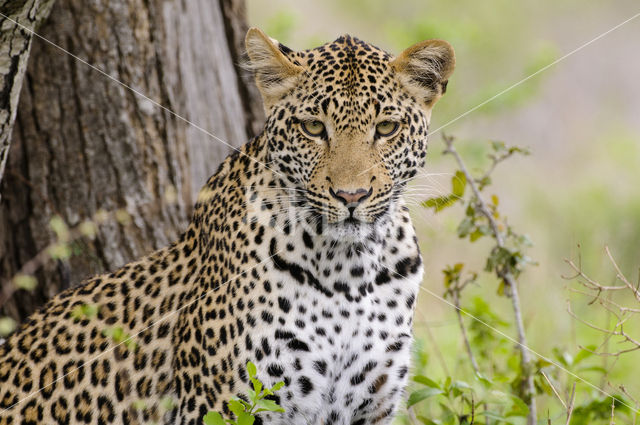 Luipaard (Panthera pardus)