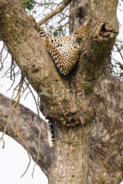 Luipaard (Panthera pardus)