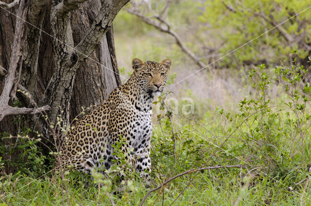 Luipaard (Panthera pardus)