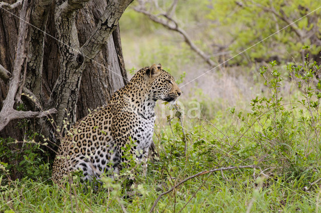 Leopard (Panthera pardus)