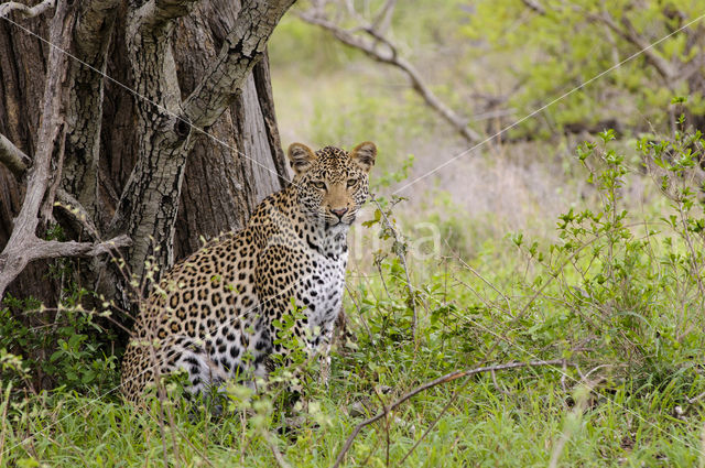 Luipaard (Panthera pardus)