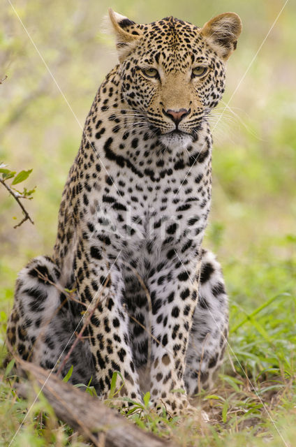 Leopard (Panthera pardus)