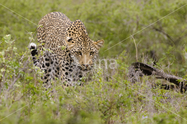 Leopard (Panthera pardus)