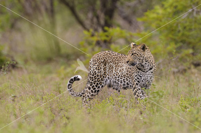 Leopard (Panthera pardus)