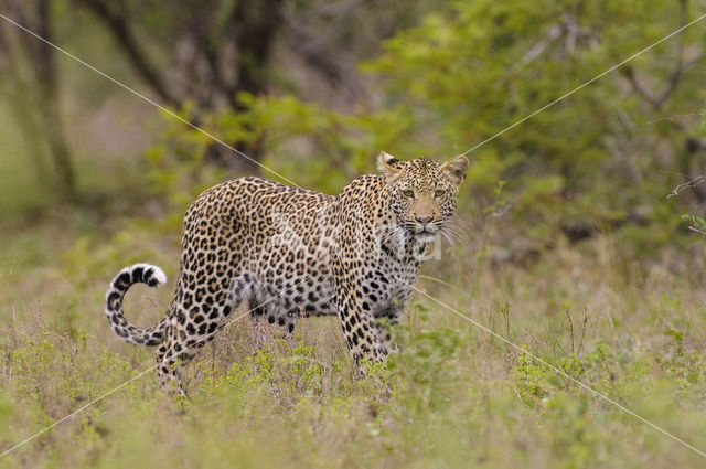 Leopard (Panthera pardus)