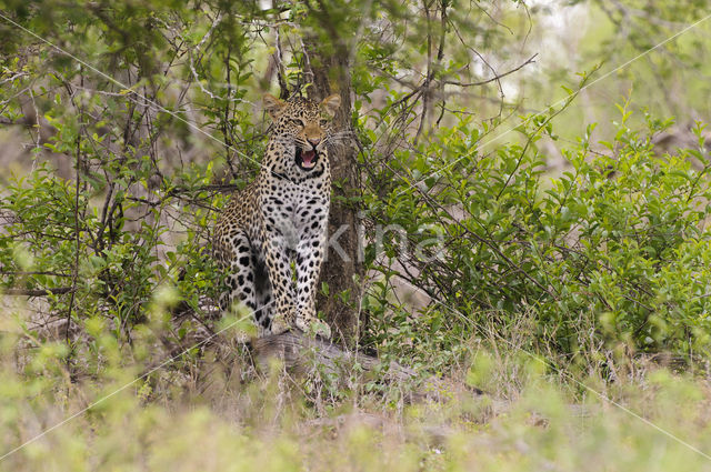 Leopard (Panthera pardus)