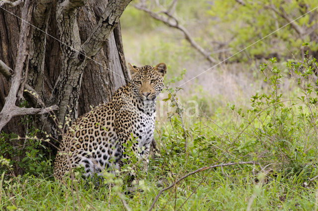 Leopard (Panthera pardus)