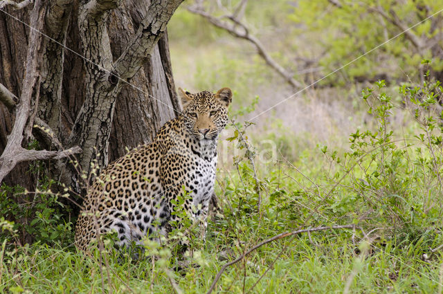 Luipaard (Panthera pardus)