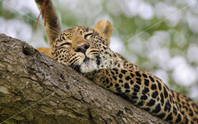 Leopard (Panthera pardus)