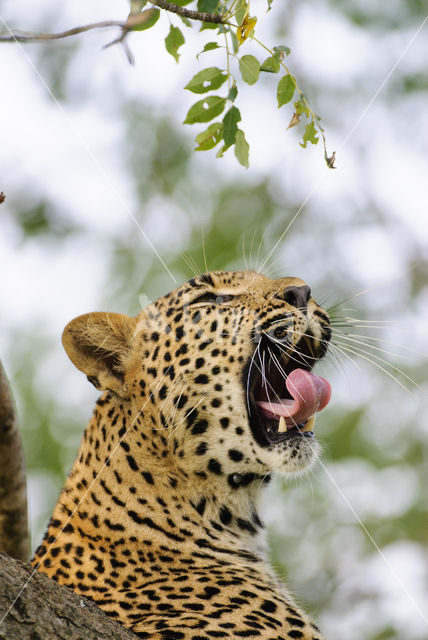 Leopard (Panthera pardus)