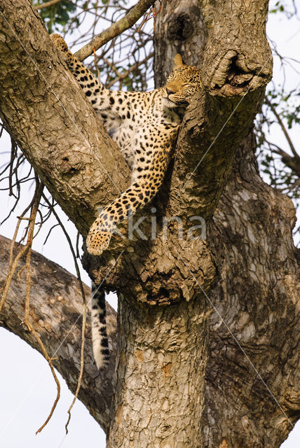 Leopard (Panthera pardus)