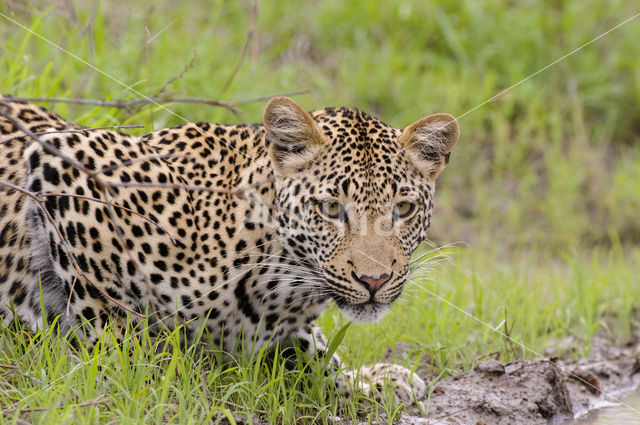 Luipaard (Panthera pardus)