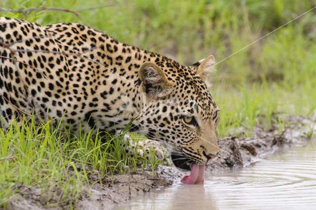 Leopard (Panthera pardus)