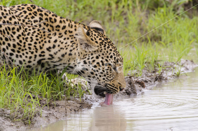 Luipaard (Panthera pardus)