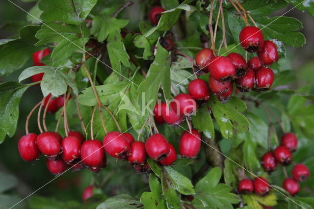 Hawthorn (Crataegus )