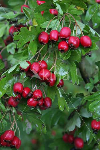 Hawthorn (Crataegus )
