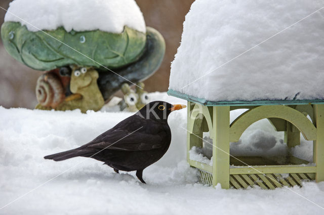 Merel (Turdus merula)