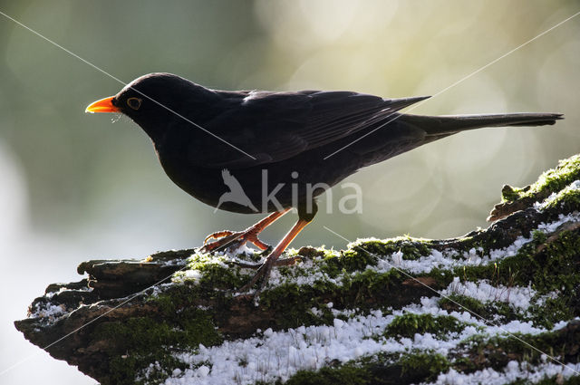 Eurasian Blackbird (Turdus merula)
