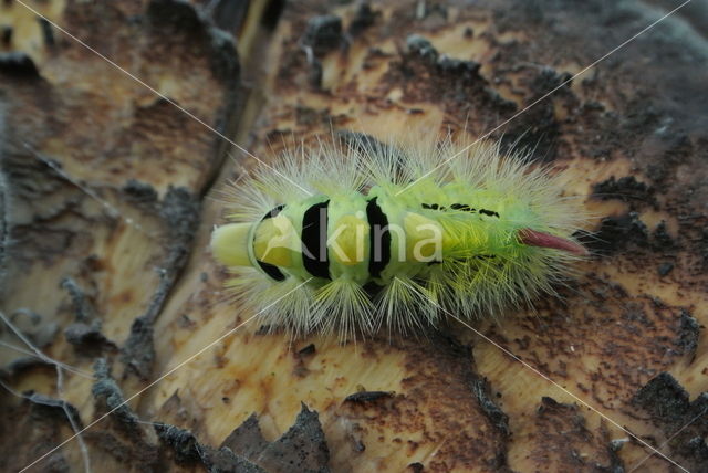 Meriansborstel (Calliteara pudibunda)