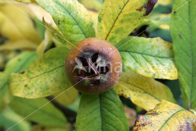 Medlar (Mespilus germanica)