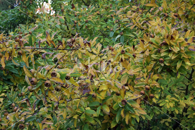 Mispel (Mespilus germanica)