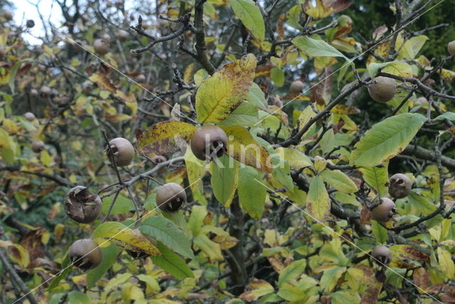 Medlar (Mespilus germanica)